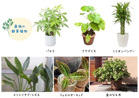 開運植物|運気が上がるオススメ観葉植物12選！風水の開運効果。